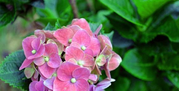 绣球花的花语——美丽而神秘的花朵之语（探寻绣球花的花语）