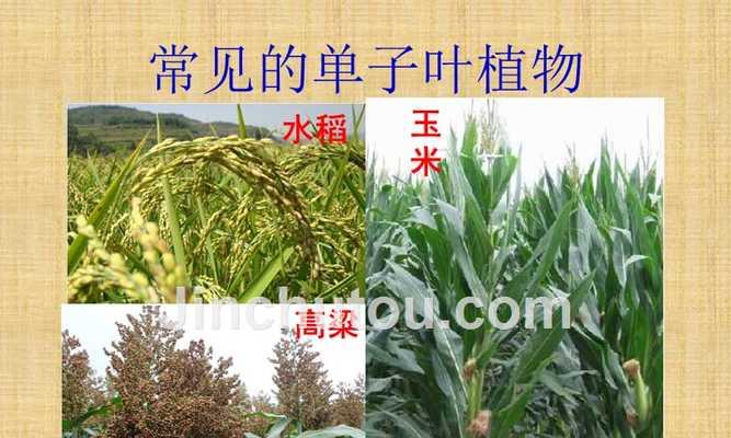 辣椒属于双子叶植物吗？如何区分单子叶和双子叶植物？