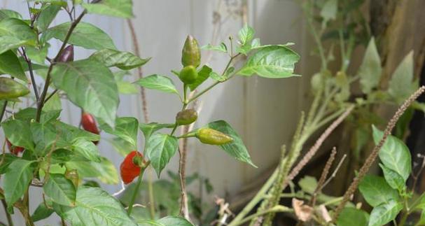 辣椒是一年生还是多年生植物？它们能生长几年？