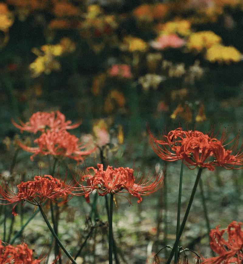 白彼岸花代表什么意思？花语和象征意义是什么？