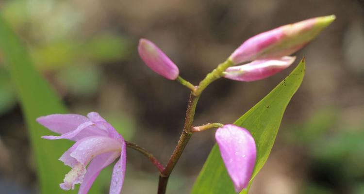 白芨开花时间是什么时候？花语与寓意有哪些？