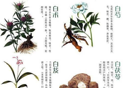 白芨开花时间是什么时候？花语与寓意有哪些？