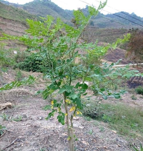 辣木籽通常在哪些地区生长？如何识别其生长环境？