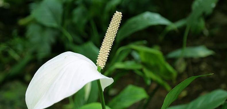 白掌花语象征与寓意是什么？如何正确理解白掌的花语？