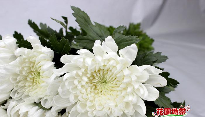 表示哀悼的花花语是什么？哪些花适合哀悼场合？