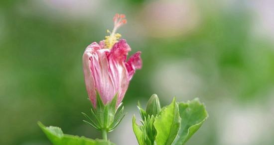 表示安慰的花花语是什么？如何选择代表安慰的花？