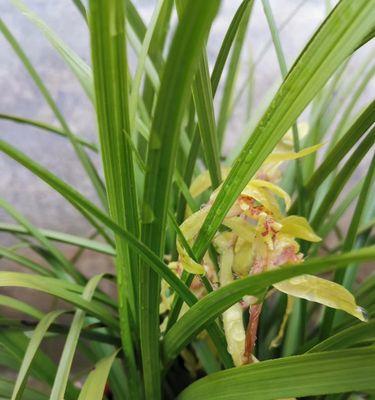 兰花草开花吗？兰花草开花时间是什么时候？