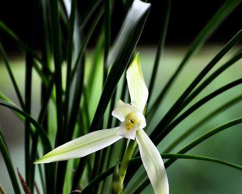 兰花草开花吗？兰花草开花时间是什么时候？