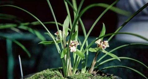 兰花草开花吗？兰花草开花时间是什么时候？