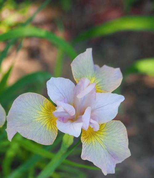 表示诚实的花花语是什么？诚实的花有哪些特点？