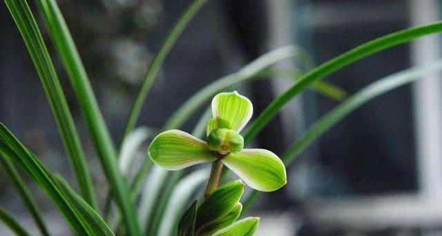 兰花草是花还是草？如何区分兰花与普通草本植物？