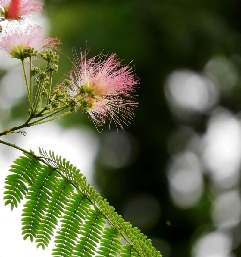 表示惆怅的花花语是什么？惆怅的花有哪些特点？