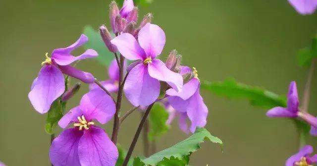 表示单相思的花有哪些？花语中单相思的花是什么？