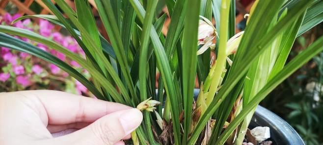 兰花促花方法人工催花技术要领是什么？如何正确应用以提高开花效果？