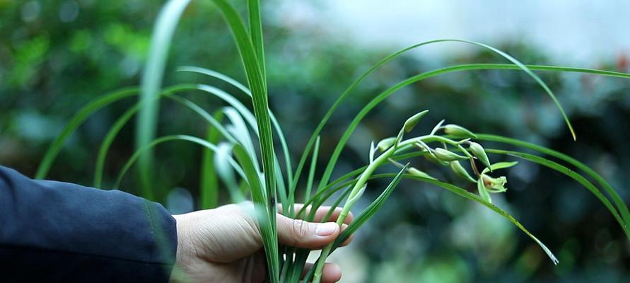 兰花代表什么人？兰花象征意义及选购指南？