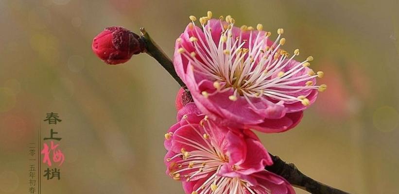 表示加油的花花语是什么？如何用花表达加油鼓励？