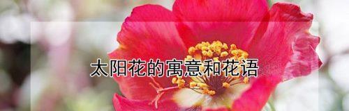 表示乐观的花花语是什么？如何用花表达乐观态度？