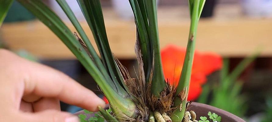 兰花刚种植后需要立即浇水吗？正确的浇水方法是什么？