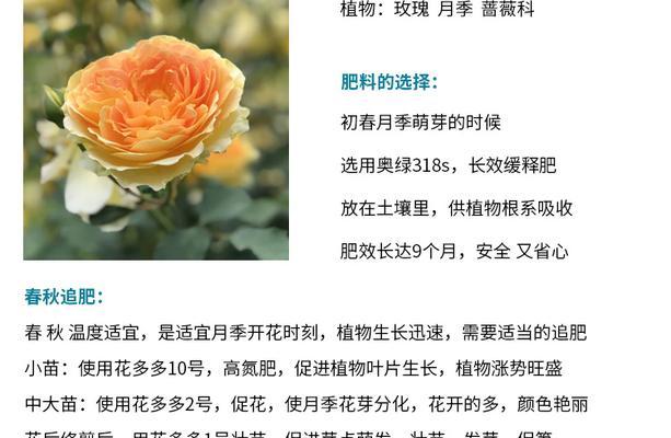 兰花花肥用什么合适？肥料的制作与使用方法是什么？