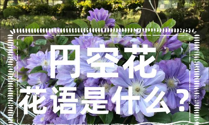 表示请求原谅的花花语是什么？如何用花表达歉意？