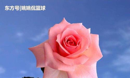 表示无私奉献的花花语是什么？如何用花表达无私奉献？