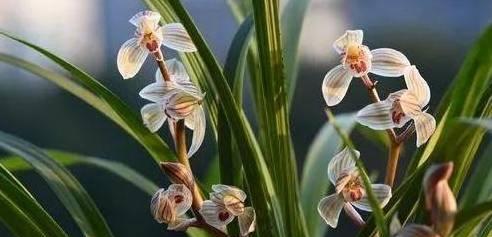 兰花几月份种植最好？适合什么时候种植兰花？