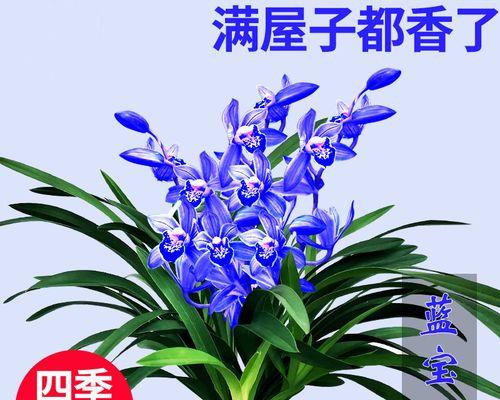 兰花哪个品种好？如何选择最适合您的兰花品种？