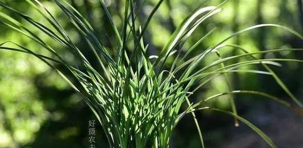 兰花施肥指南：什么肥料最适合兰花生长？