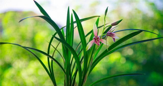 兰花种植的最佳位置是什么？室内养护可行吗？