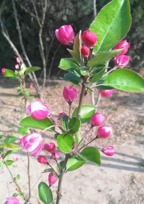 代表单相思的花是什么？如何用花语表达单相思的情感？