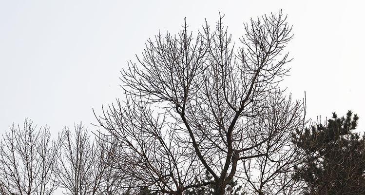 冬天有哪些植物代表季节？它们的特性是什么？