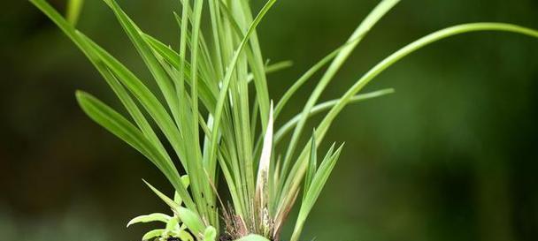 兰花种植条件和生长环境的要求是什么？如何满足兰花的生长需求？