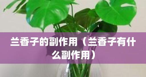 兰香子属于哪种植物的种子？有哪些用途和功效？