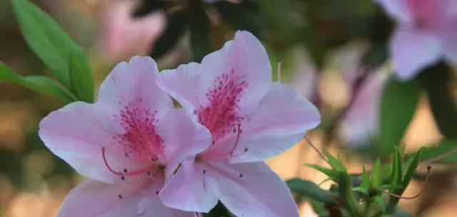 兰州的市花是什么花？为什么选择这种花作为市花？