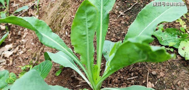 蓝草属于哪个科植物？蓝草是什么植物种类？