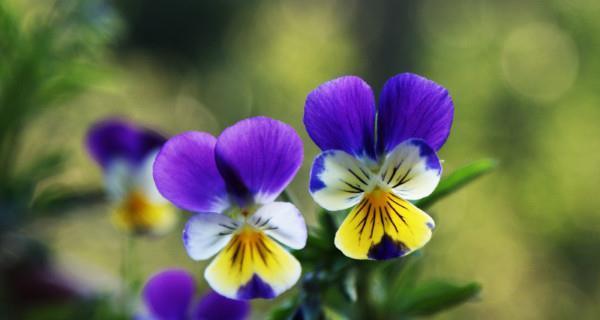 夏天有哪些植物代表这个季节？它们的特点是什么？