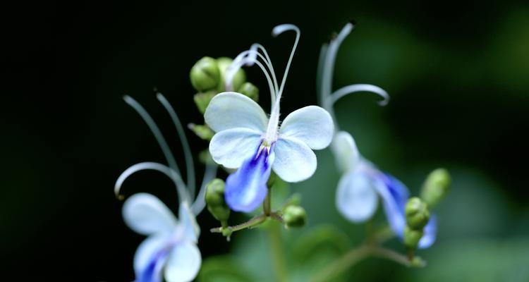 蓝蝴蝶几月份开花？如何正确养护以确保花期？