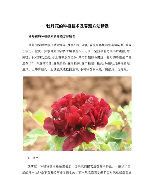 蓝花丹怎么养？养殖过程中应注意哪些问题？