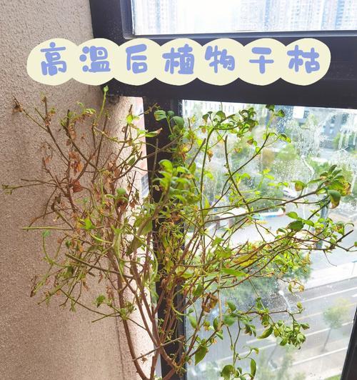 蓝花茄开花时间是什么时候？如何促进其开花？