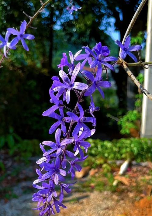 蓝花藤一年能开几次花？花期持续多久？