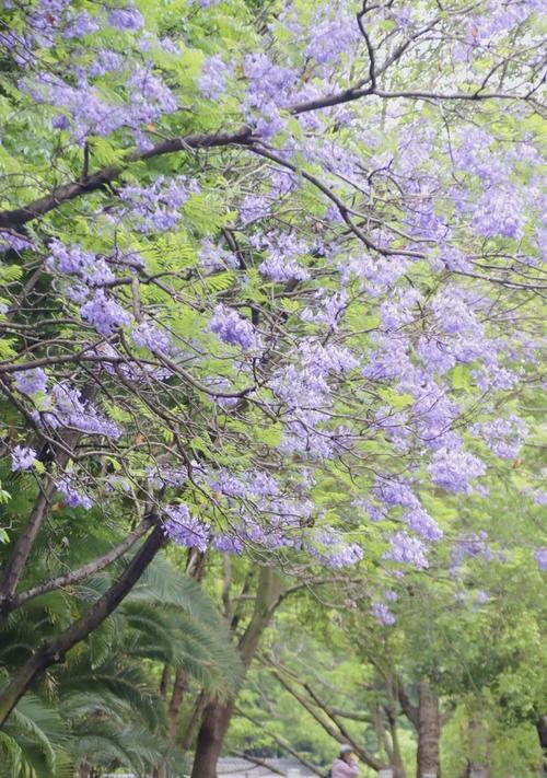 蓝花楹冬天掉叶子正常吗？如何应对？