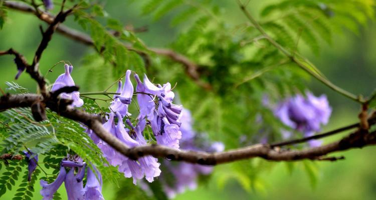 蓝花楹多久开花一次？如何正确养护以促进开花？