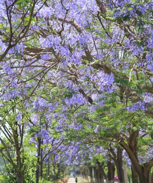 蓝花楹开花时间是什么时候？花期持续几个月？