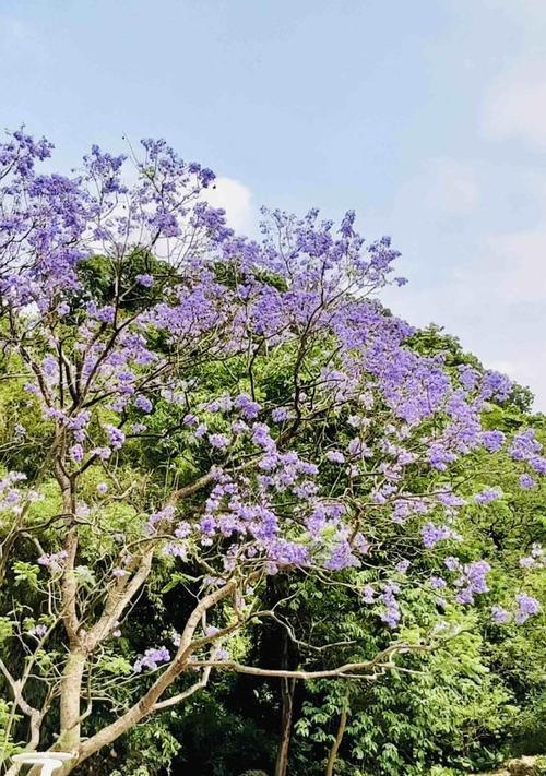 蓝花楹开花时间是什么时候？花期持续几个月？