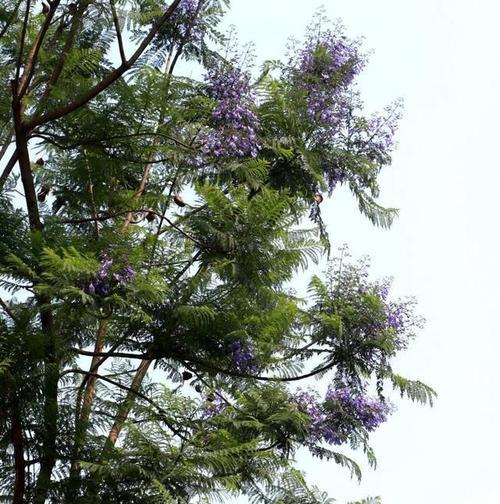 蓝花楹开花时间是什么时候？花期持续几个月？