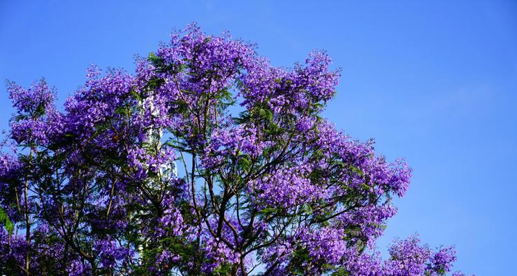 蓝花楹一年开几次花？花期持续多久？