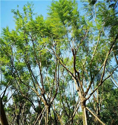 蓝花楹种植条件是什么？最适合种植蓝花楹的地区有哪些？