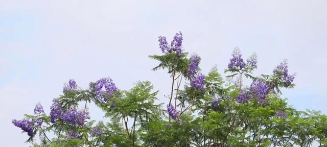 蓝花楹种植条件是什么？最适合种植蓝花楹的地区有哪些？