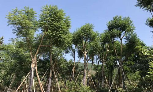 蓝花楹种植条件是什么？最适合种植蓝花楹的地区有哪些？