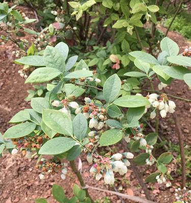 蓝莓开花是什么样子的？开花颜色有哪些变化？